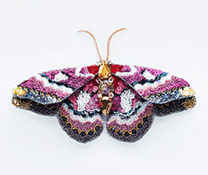 papillon de nuit (2015)
